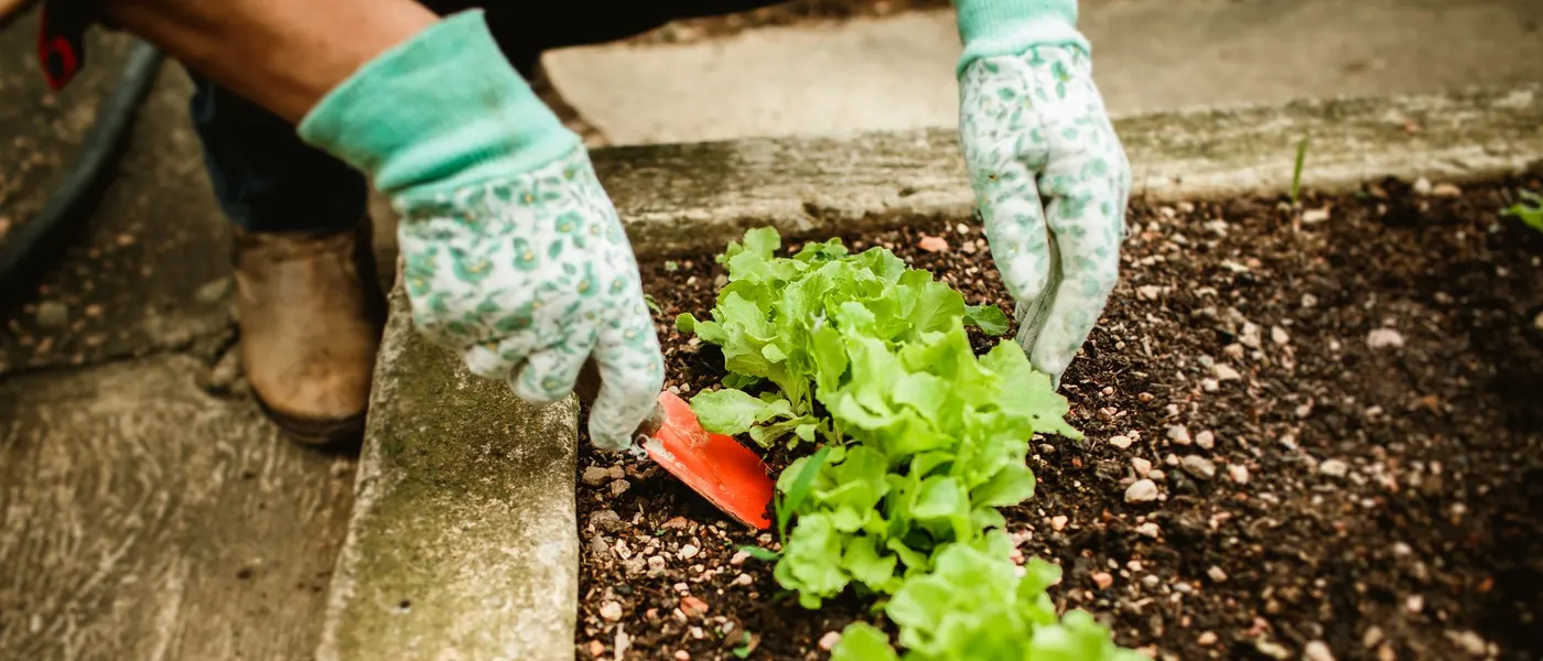 Handen die groenten planten in een moestuin